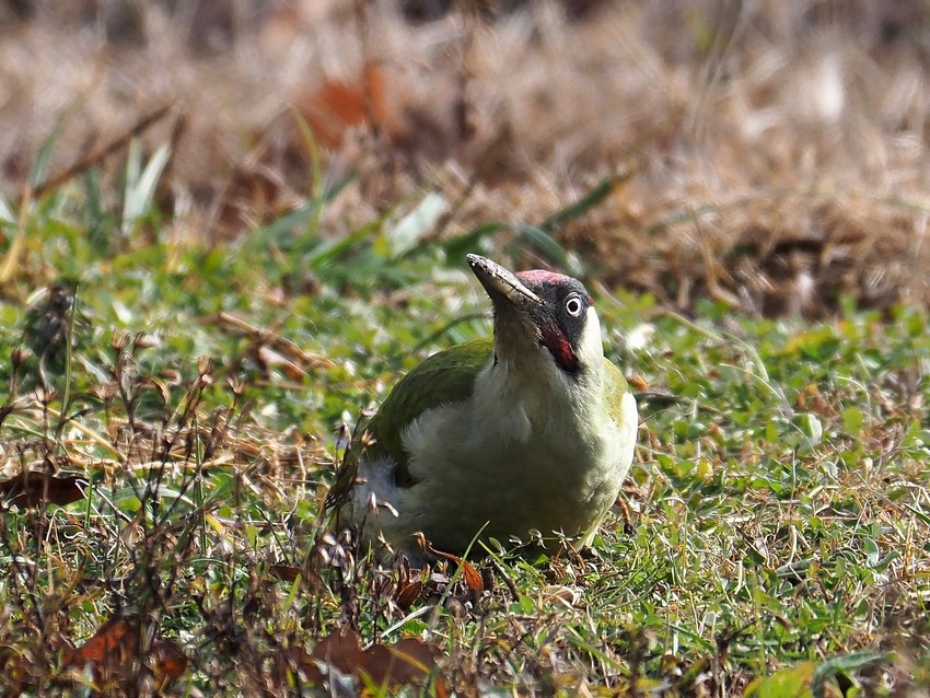 Picchio verde  (Picus viridis)